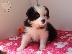 PoulaTo: Κουτάβια Border Collie